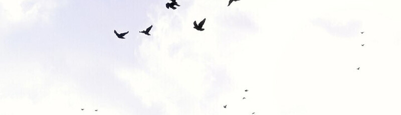 Regressing as the Reincarnated Bastard of the Sword Clan ตอนที่ 66 หน้า 47